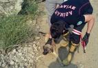 Kafasını bidona sokan köpeği belediye ekipleri kurtardı