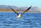 Tedavi edilen pelikanlar Burdur Gölü'ne salındı