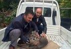 K&ouml;peklerin kovaladığı yavru geyiğe vatandaşlar sahip &ccedil;ıktı