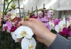 Türkiye'nin orkidesi Çukurova'dan