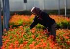 Antalya'nın süs bitkileri Arap ülkelerini süslüyor