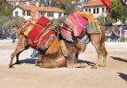 Muğla'da deve güreşi