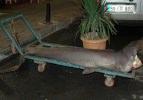 Marmara Denizi'nde köpek balığı yakalandı