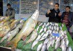 Elazığ'da dev turna balığı yakalandı