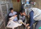 Sivas'ta uçamayan pelikan tedaviye alındı