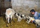 Kahramanmaraş'ta bir koyun dördüz yavruladı