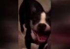  Ritim tutan kediyle köpeği 1 milyon kişi izledi