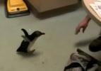 Sevimli penguen yavrusu kendinden geçti