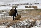 Hayvanları i&ccedil;in kızakla ot taşıyorlar