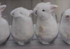 Bardağın içerisinde uyuyan sevimli yavru tavşanlar