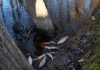 Porsuk Çayı'nda toplu balık ölümleri iddiası