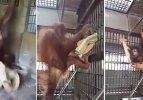 Orangutanın inanılmaz zekası
