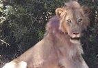 Can çekişen aslanın yardımına turistler koştu
