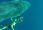 Kahraman dalgıç dev balinayı ölümden kurtardı