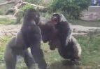 Gorillerin kavgası kamerada