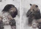 Sevimli pandanın kar mutluluğu
