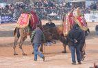 Biga'da deve güreşleri