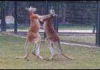 Kanguruların boks maçı kamerada