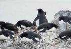 Antartika'da 150 bin penguen öldü!