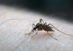 Zika virüsü Japonya'ya sıçradı