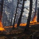Aydın'daki orman yangını kontrol altına alındı