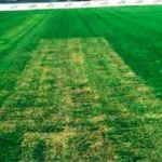 F.Bahçe'den flaş başvuru! 'Bu sahada maç oynanmaz'