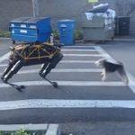  Gerçek köpek ile robot köpek karşılaşırsa!