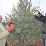 Suriyeli Mustafa, Türk çiftçilere zeytinciliği öğretiyor