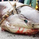 Dev köpek balığı Marmara Denizin'de yakalandı