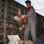 Eynesil'de 45 üreticiye 500 tavuk dağıtıldı