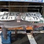 Şanlıurfa'da "köpekbalığı" şaşkınlığı