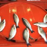 Azalan balık avcılığı tezgahları kültür balıklarına yönlendirdi
