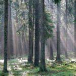 Dünya mirası listesindeki orman katlediliyor