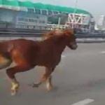 Otoyol Veli Efendi&rsquo;ye d&ouml;nd&uuml;