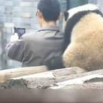 Selfie çektirmek için can atan panda