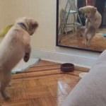 Aynada kendisiyle arkadaşlık kurmaya çalışan köpek