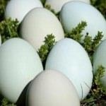 Amasya’da üretilen bu yumurtanın tanesi 50 lira