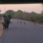 Yavrusunu sırtlan sürüsünden koruyan anne fil