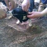 Tel örgüye takılan yavru köpek kurtarıldı