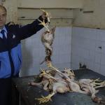 İzmir'de "kaçak tavuk kesimi" operasyonu