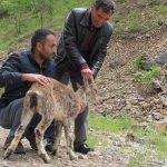 Tunceli'de hasta dağ keçisi tedavi edilerek doğaya tekrar salındı