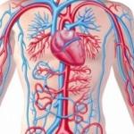 Aort damarı nedir? Aort damarı öksürünce yırtılır mı?