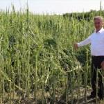 Adana'da tarım arazilerini dolu "vurdu"