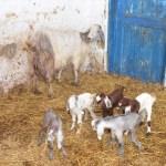 Malkara'da keçi beşiz doğurdu