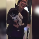 Yavru köpek gülme krizine soktu