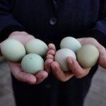 Kütahya'da mavi yeşil yumurta üretimi