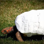 Kabuğu kırılan kaplumbağaya dahiyane çözüm