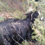 Erzurum'da yıldırım isabet eden çoban yaralandı