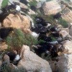 Siirt'te yıldırım düştü, 90 keçi telef oldu