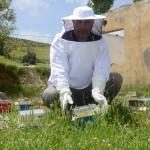 Hizan'da ilk defa "ana arı" üretiliyor